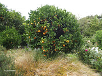 Mandarin orange tree - Te Kainga Marire, New Plymouth, New Zealand