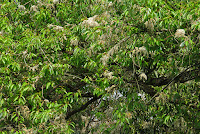 Salix tetrasperma