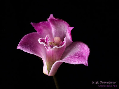 Orquídea Dendrobium kingianum