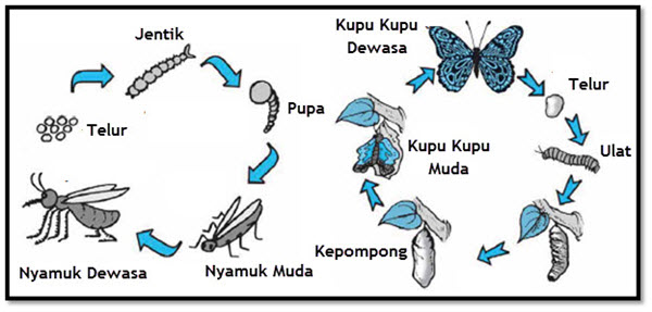 Penggolongan dan Daur  Hidup  Hewan 