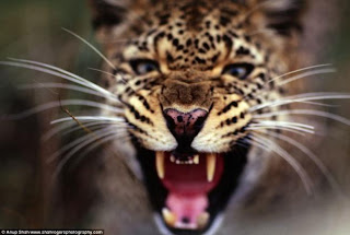 Un leopardo hembra gruñe ante la cámara del fotógrafo Anup Shah