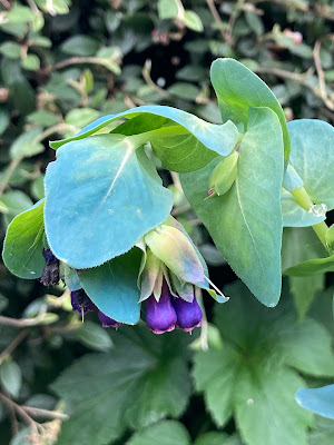 Blue/green leaved plant with purple flowers