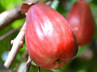 Malay Apple Fruit pictures