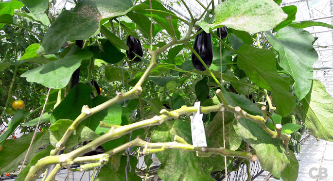 Prachtige rijpe aubergines klaar om geplukt te worden