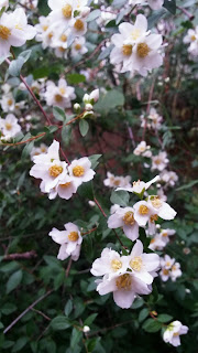 Little Leaf Mock Orange