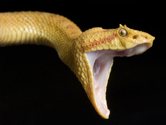 coluna zero, fotografia, photo, foto, national geographic, rare, joel sartore, extinction