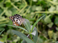 Papilio demoleus