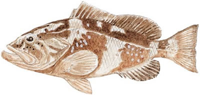 Red Grouper (Epinephelus morio)