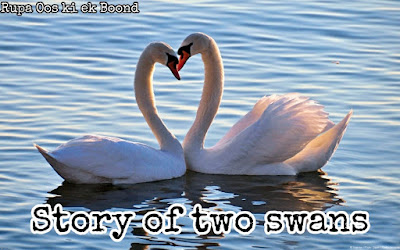 दो हंसों की कहानी (Story of two swans)