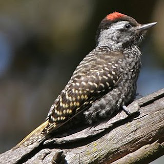 piciformes en Africa Pico cardenal Dendropicos fuscescens