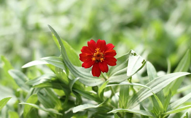 Narrow-Leaf Zinnia Flowers