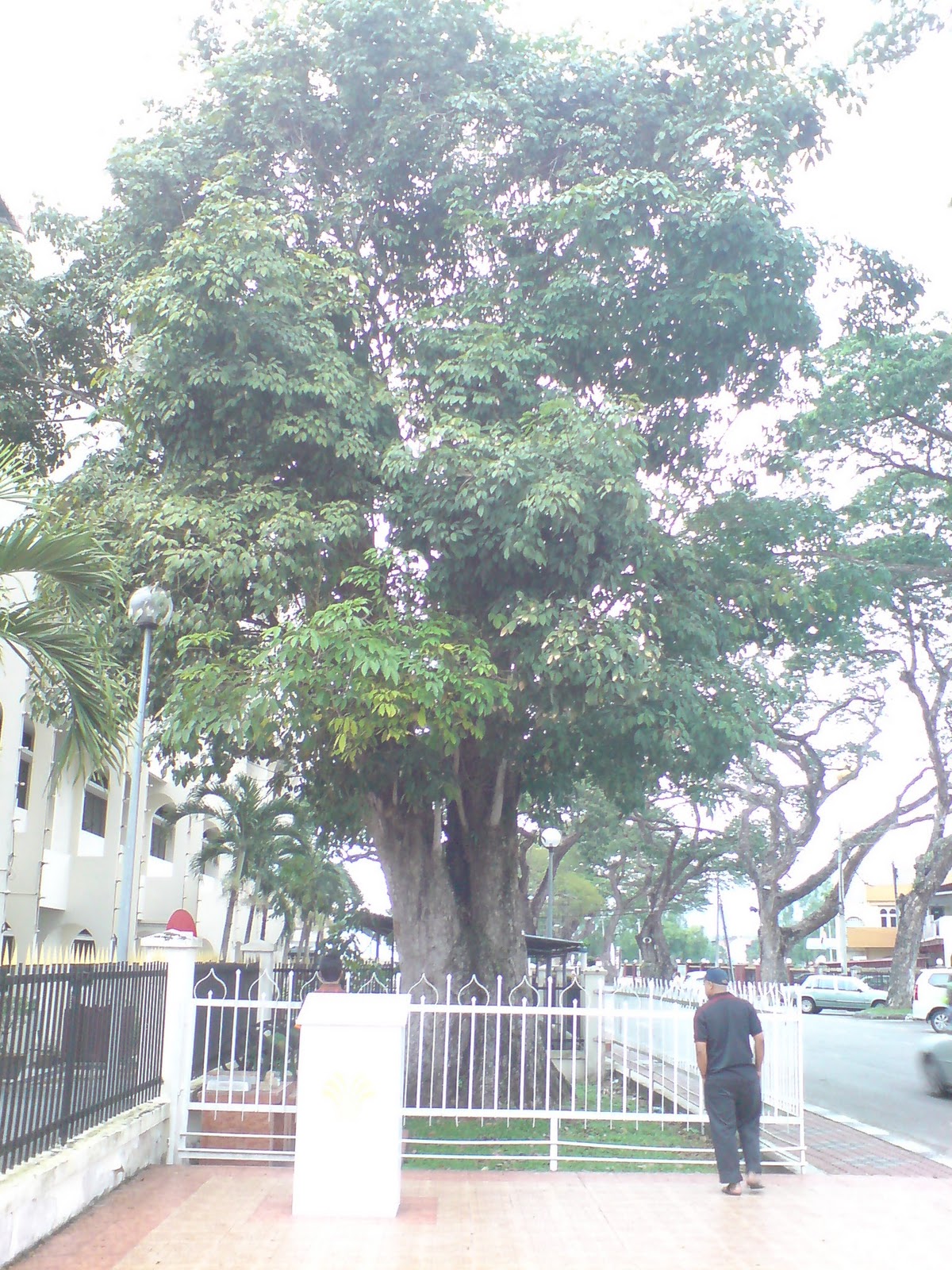 Terajubintang7: Pokok Getah Pertama Di Malaysia