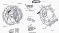 Plant Cell Model Drawing : Draw A Neat Diagram Of Plant Cell And Label The Parts Brainly In - Anatomy with organelles, components, mitochondria, chloroplast, ribosome, reticulum with explanation.
