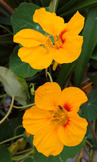 Tropaeolum majus o capuchina