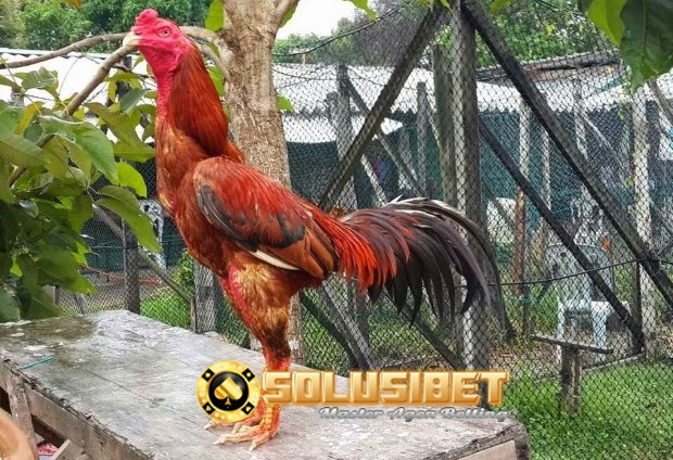 sabung ayam online