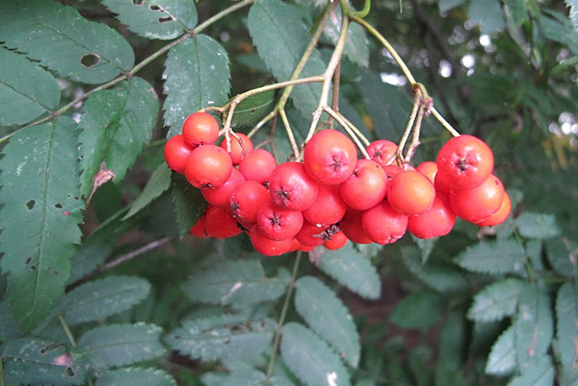 Oorbellen: Hang eens de herfst aan je oor !