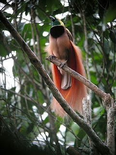 Raggiana bird of paradise (Paradisaea Raggiana)