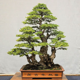 Chinese Elm Bonsai on display