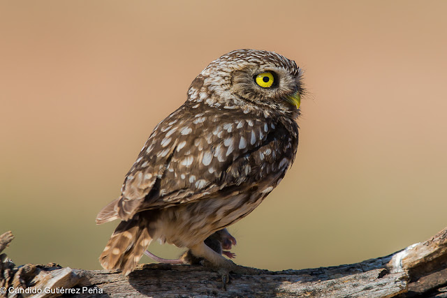 MOCHUELO EUROPEO - Athene Noctua