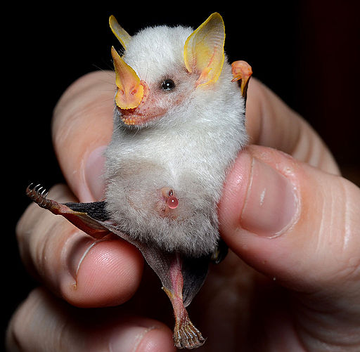 Honduran White Bat is among the world’s weirdest animals because of its unusual appearance.