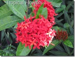 Tropical Flowers