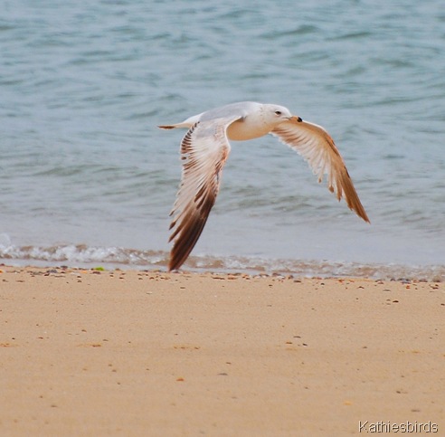 6. gull-kab