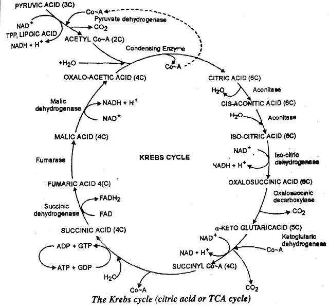 Krebs cycle (TCA Cycle) : Definition, pathway