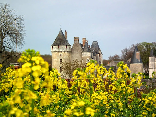 Canola crop near the Chateau of Montpoupon, Indre et loire, France. Photo by loire Valley Time Travel.