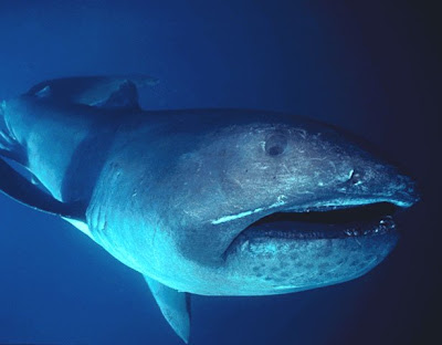 megamouth_shark_realmonstrosities.com