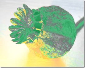 Poppy-D-red-removed-shadow-enhanced-[2]