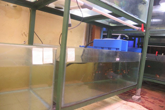 10 Model Rak Besi Aquarium Inspirasi Top 10 Model Rak Besi Aquarium Inspirasi Top