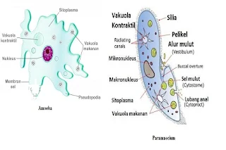 filum sarcodina