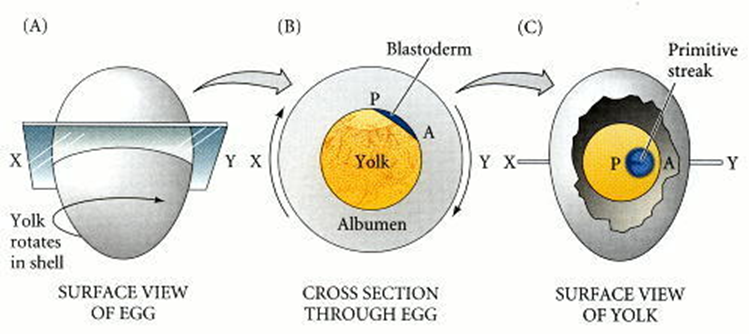 Organización anterior-posterior por gravedad del embrión del pollo. La rotación en la glándula de la cáscara (A) da como resultado que los componentes más ligeros de la yema empujen hacia arriba a un lado del blastodermo (B). Esa región más elevada se convierte en la parte posterior del embrión (C).
