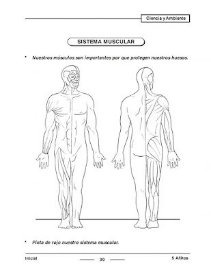 Sistema Muscular para Inicial Preescolar