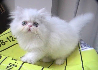 Persia Flatnose