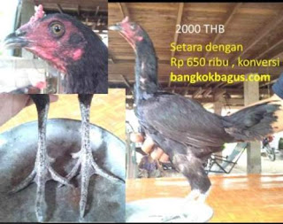 Gambar ayam burma betina asli dan harganya di thailand