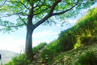 Roble a la vera del sendero