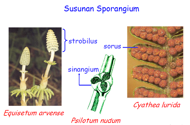 sporangium adalah,sporangium paku,sporangium paku bertumpuk dalam suatu badan yang disebut,sporangium tumbuhan lumut tersusun dari bagian bagian,sporangium lumut,sporangium yang terletak di permukaan daun (sorus) dapat dijumpai pada jenis tumbuhan paku,sporangium yang terletak di permukaan daun,sporangium menghasilkan,sporangium pada lumut,sporangium dan sporangiospora,sporangium annulus,sporangium aspergillus,sporangium apa,sporangium apa itu,sporangium dan sporogonium,sporangium and rhizopus,sporangium and conidiophores,a sporangium is an aggregation of strobili,a sporangium fungus obtains food by,a sporangium fungus reproduces by,a sporangium in which zygospores are produced,is a sporangium haploid or diploid,function of a sporangium,the sporangium of a moss,whats a sporangium,what is a sporangium quizlet,sporangium bryophyta,sporangium basidiomycotina,sporangium bertangkai,sporangium brainly,sporangium berbentuk seperti kantong,sporangium berwarna,sporangium berumah berapa,sporangium bagian,sporangium capsule,sorangium cellulosum,sporangium cryptococcus,sporangium contains,sporangium contains capillitium,sporangium conidia,sporangium condition,sporangium cell,sporangium conidium,sporangium cell division,sporangium dibentuk di dalam,sporangium ditunjukkan oleh nomor,sporangium dan sporangiofor,sporangium definition,sporangium dan konidium,sporangium diploid or haploid,sporangium dan sporofit,sporangium example,sporangium eesti,sporangium ehk,sporangium endospore,sporangium etymology,sporangium en français,sporangium elaters,pada sporangium equisetum terdapat struktur yang berbentuk kerucut yang dinamakan,eusporangiate sporangium,sporangium fungsi,sporangium fungsinya,sporangium fungi,sporangium function,sporangium fern,sporangium fungi definition,fungsi sporangium pada jamur,fungsi sporangium pada lumut,fungsi sporangium pada tumbuhan paku,fungsi sporangium pada jamur tempe,sporangium globuler,sporangia gametangia,sporangium gametophyte or sporophyte,sporangium greek meaning,sporangium gametes,gambar sporangium,gambar sporangium lumut daun,gambar sporangium lumut,gambar sporangium paku suplir,gambar sporangium tumbuhan paku,sporangium haploid or diploid,sporangium haploid,sporangia hyphae,sporangium hindi,sporangium house,sporangium lumut hati,sporangium with hindi meaning,horneophyton sporangium,hornwort sporangium,sporangium in fungi,sporangium is found at the top of erect hyphae called,sporangium in plants,sporangium in mucor,sporangia in pteridophytes,sporangia in psilotum,sporangium in hindi,sporangium in bryophytes,sporangium is found at the top of erect hypha called,sporangium in moss,sporangium jamur tiram,sporangium jelentése,jelaskan sporangium,jenis sporangium pada tumbuhan paku,jenis sporangium,letak sporangium jamur tiram,sporangium ka meaning,sporangium kid definition,keterangan sporangium,kumpulan sporangium yang dilindungi oleh selaput,kantung sporangium,kegunaan sporangium,kegunaan sporangium adalah,sporangium lumut adalah,sporangium lumut terdapat pada,sporangium lumut dan paku,sporangium lumut tanduk,sporangium lumut tersusun dari,letak sporangium pada tumbuhan paku,letak sporangium tumbuhan paku,l.s. sporangium of rhynia,sporangium menghasilkan spora seksual atau aseksual,sporangium moss,sporangium meaning in hindi,sporangium merupakan,sporangium meaning in gujarati,sporangium marchantia,sporangium meaning in tamil,sporangium meaning in marathi,sporangium m,sporangium nedir,sporangium n or 2n,nephrolepis sporangium,sporangium scientific name,sporangium nedir biyoloji,sporangium ne,sporangium of adiantum,sporangium of fern,sporangium of marchantia,sporangium of rhynia,sporangium of psilotum,sporangium of rhizopus,sporangium of nephrolepis,sporangium of pteris,sporangium of equisetum,sporangium of selaginella,sporangium o que é,sporangium pada jamur,sporangium pada lumut daun,sporangium pada zygomycota,sporangium quizlet,sporangium rhizopus,sporangium root words,sporangium release,rizoid sporangium,sporangium sporangiofor rizoid stolon,gerak retaknya sporangium tumbuhan lumut merupakan contoh gerak,gerak retaknya sporangium tumbuhan lumut,how do sporangia release spores,resting sporangium,rhynia sporangium,sporangium structure,sporangium sorus,sporangium sporogonium,sporangium sporophyt,sporangium spores,sporangium sporophyte or gametophyte,sekelompok sporangium pada daun tumbuhan paku dilindungi oleh,struktur sporangium lumut,sporangium tumbuhan paku,sporangium terlihat berwarna,sporangium terletak pada ujung,sporangium tumbuhan paku terkumpul dalam suatu badan yang dinamakan,sporangium terletak di permukaan daun dapat dijumpai pada jenis tumbuhan paku,sporangium tumbuhan lumut tersusun dari bagian bagian pak pandani,sporangium tumbuhan paku terkumpul dalam suatu badan yang disebut,sporangium terdapat pada,sporangium tumbuhan paku bertumpuk dalam suatu badan yang disebut,sporangia under microscope,sporangium used in a sentence,unilocular sporangia,sporangium berfungsi untuk,unilocular sporangia of ectocarpus,unicellular sporangium,fern sporangia under microscope,sporangium tumbuh pada ujung hifa,define unilocular sporangium,sporangium vs sporophyte,sporangium vs sporangia,sporangium vs sporangiophore,sporangium vs conidia,sporangium vs conidiophore,sporangium vs zygosporangium,sporangium vs gametangia,spore and sporangium,sporangium vs synangium,sporangia and sori,sporophyte vs sporangium,sporangia and sporangium,conidia v sporangium,zygosporangium v sporangium,sporangium wikipedia,sporangium wall,sporangium word origin,sporangium wall meaning,warna sporangium,winter sporangium,germinating sporangium with germ tube,leaf with sporangia,sporangium yang terletak di permukaan,sporangium yang terletak di permukaan daun atau sorus dapat dijumpai pada jenis tumbuhan,sporangium yang terletak di permukaan daun sorus dapat dijumpai,sporangium yang telah masak dindingnya akan robek,sporangium yang terletak di permukaan daun disebut,sporangium yang terletak di permukaan daun sorus dapat dijumpai pada tumbuhan paku,sporangium yang letaknya di permukaan daun disebut,sporangium zygomycota,sporangium zygospores,sporangium sporangium,zygorhynchus sporangium,zygomycota sporangium,zygosporangium sporangium,zoosporangium definition,sporangia and sporangium difference,sporangia and zoospores,define zoosporangium,sporangium 2n,4 bentuk susunan sporangium pada pteridophyta,sporozoa,spongin,sporogonium,sporogenesis