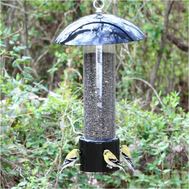 Squirrel Bird Feeder Solution