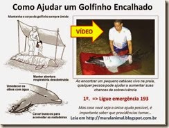 Como Ajudar um Golfinho Encalhado_thumb[1]