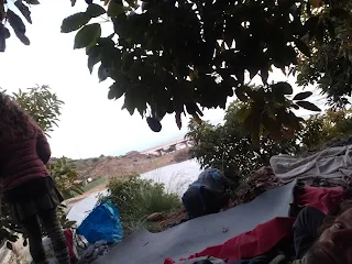 Sleeping stuff under an avocado tree