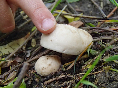 Majowe grzyby, podwórko, Ruczaj, majówka wiosenna,gęśnica wiosenna, Calocybe gambosa