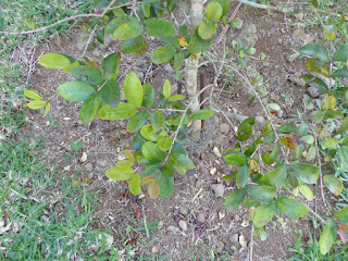 Eugenia buxifolia - Eugénie à feuilles de buis