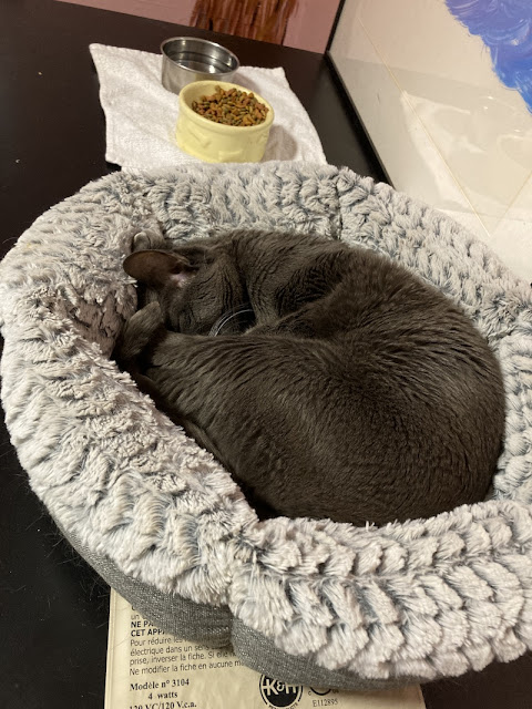 Grey cat curled up in a pet bed with food and water