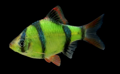 GloFish Tiger Barb (Puntigrus tetrazona)