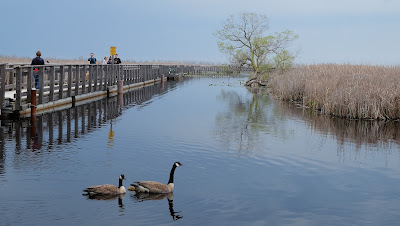 Marsh Boardwalk - Geese - Point Pelee
