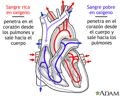 79_corazon-cuerpo-humano