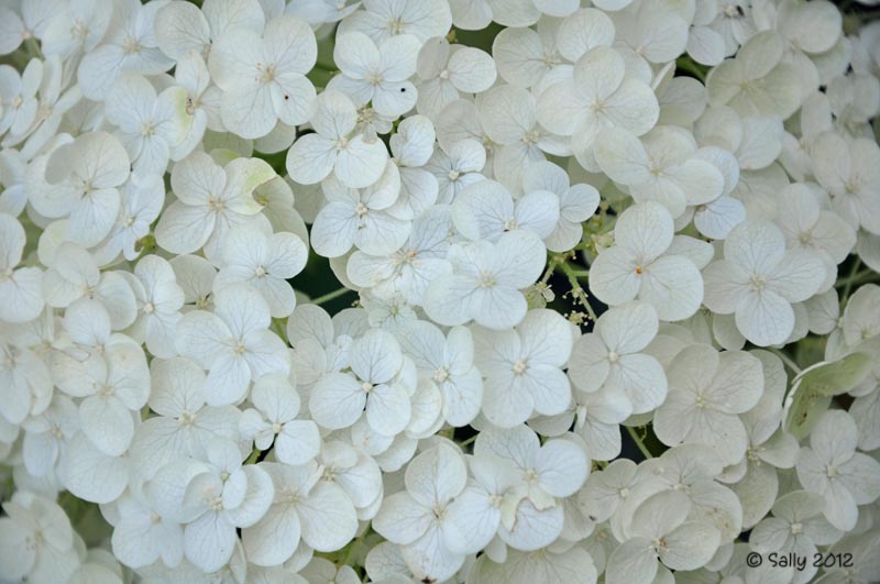 White Hydrangea