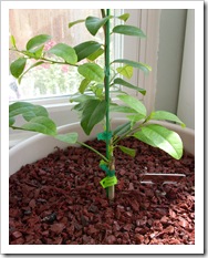 garden 006