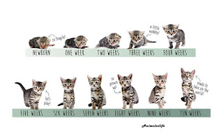 How to determine the age of a cat